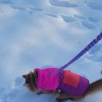 猫在雪地里走